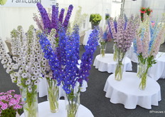 Verschillende nieuwe delphinium varieteiten